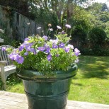 Summer container planting